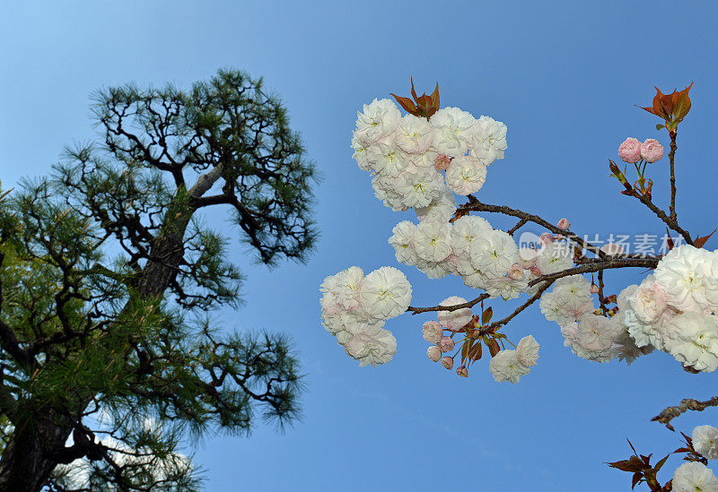 樱花和松树，日本