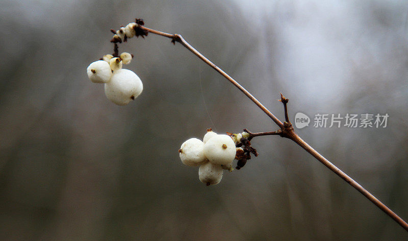 白山茱萸在枝上