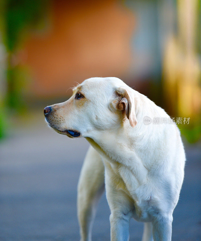 拉布拉多寻回犬