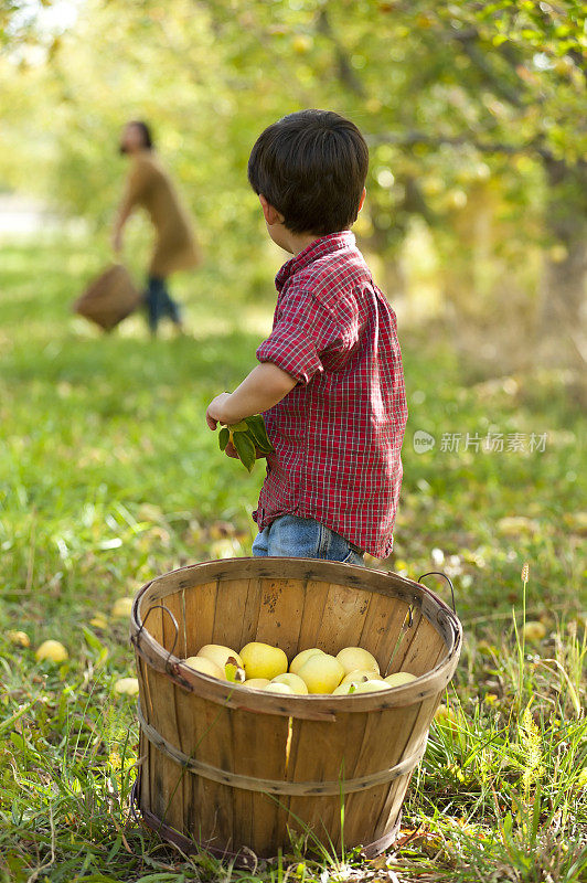 小男孩看着妈妈摘苹果