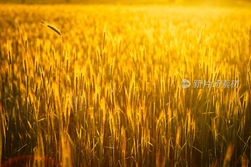 黑麦领域