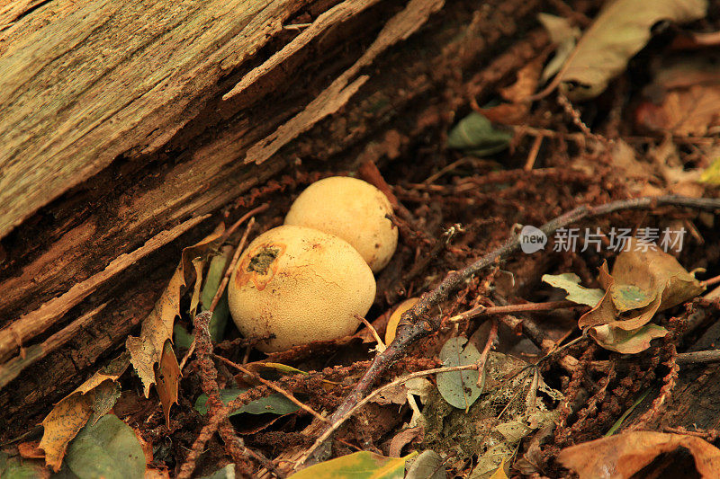 树干上蘑菇的特写镜头