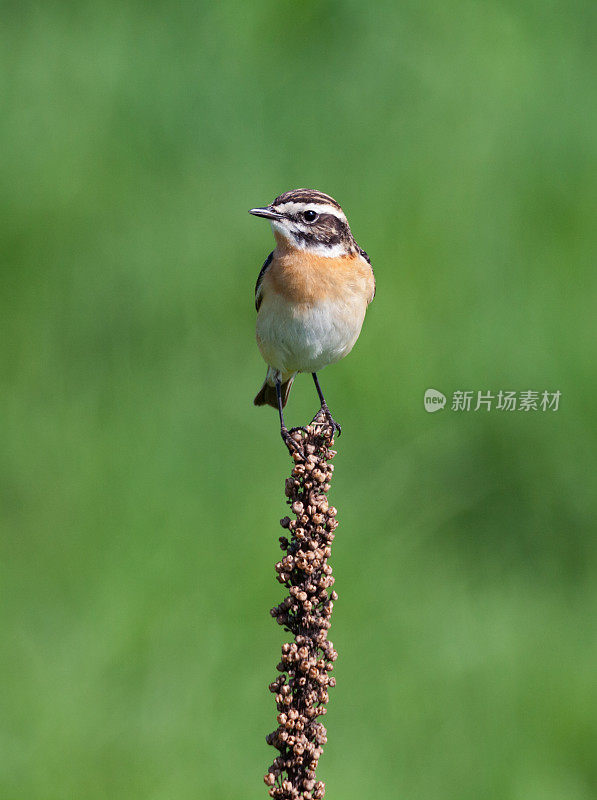 黄貂草(黄貂草)