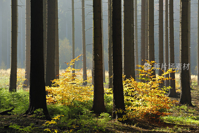 阳光照耀的云杉森林在秋天