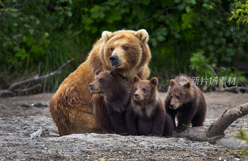 棕熊的家庭
