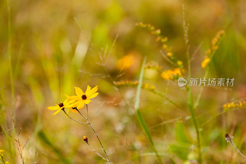 黄色的花朵