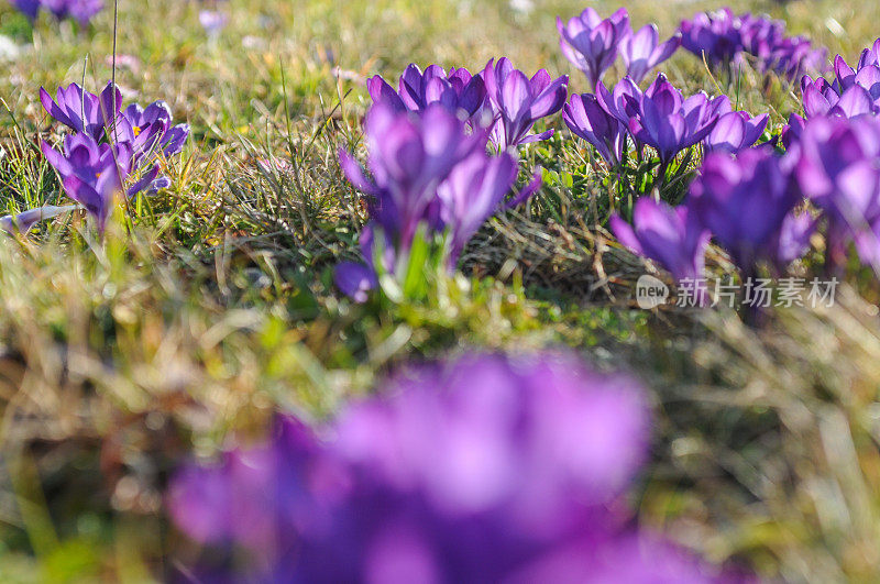 番红花的花