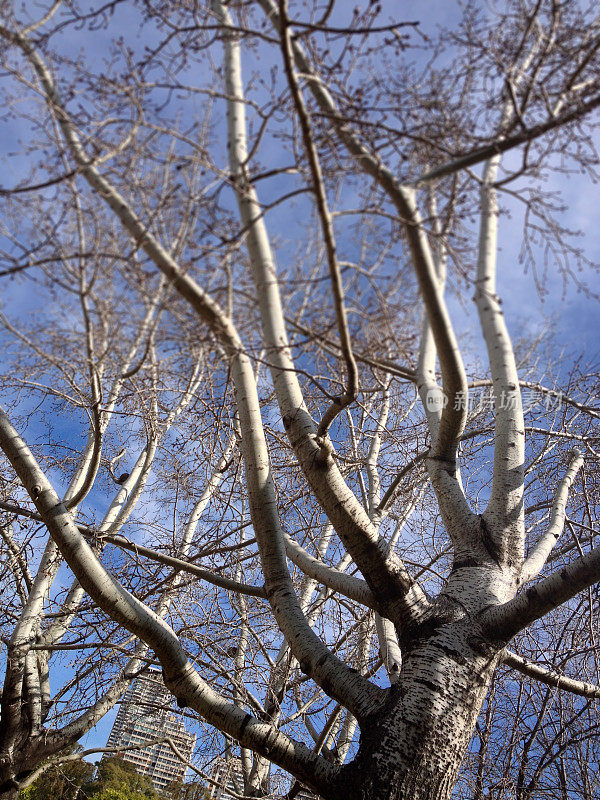 冬天光秃秃的树