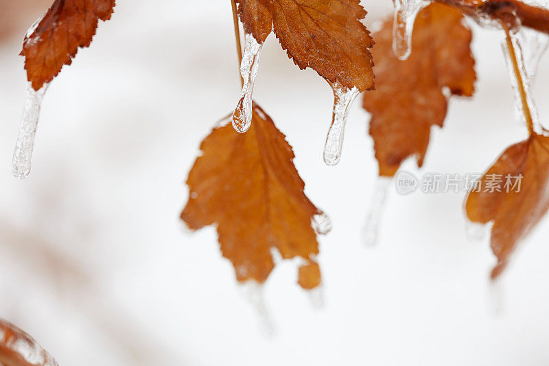 冬天冰冻的枫叶上挂满了冰柱