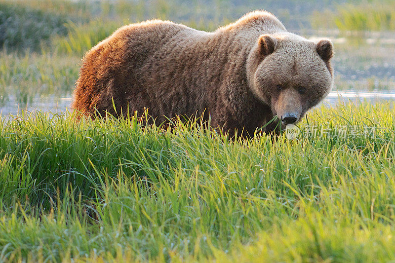 日落时分，棕熊在吃草