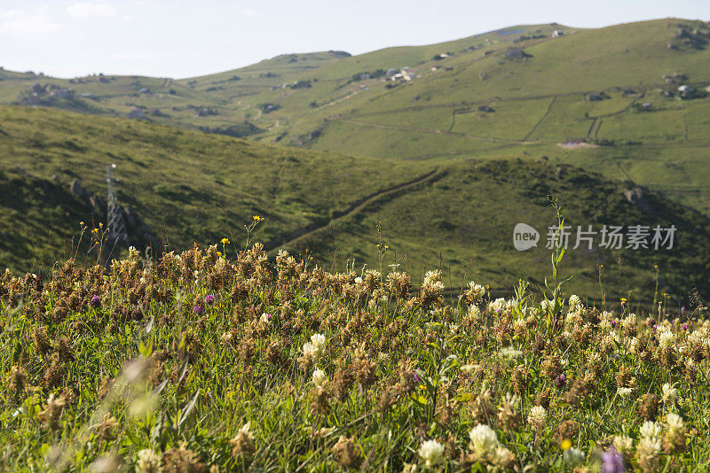 靠山的野花的特写