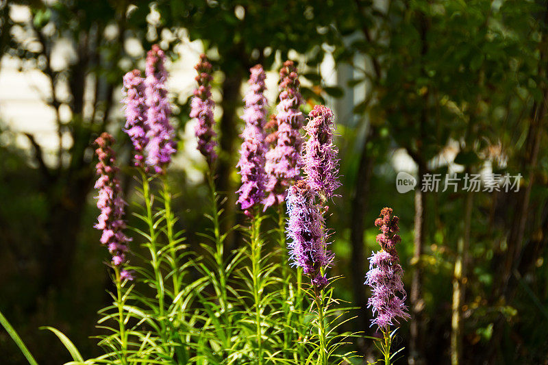 紫花百合，几茎在花园中，在明亮的阳光下。