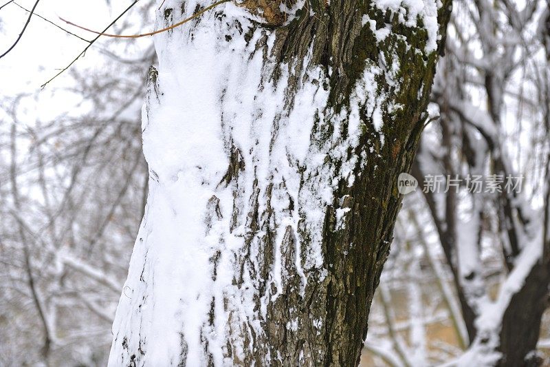 近距离拍摄的雪覆盖的树干