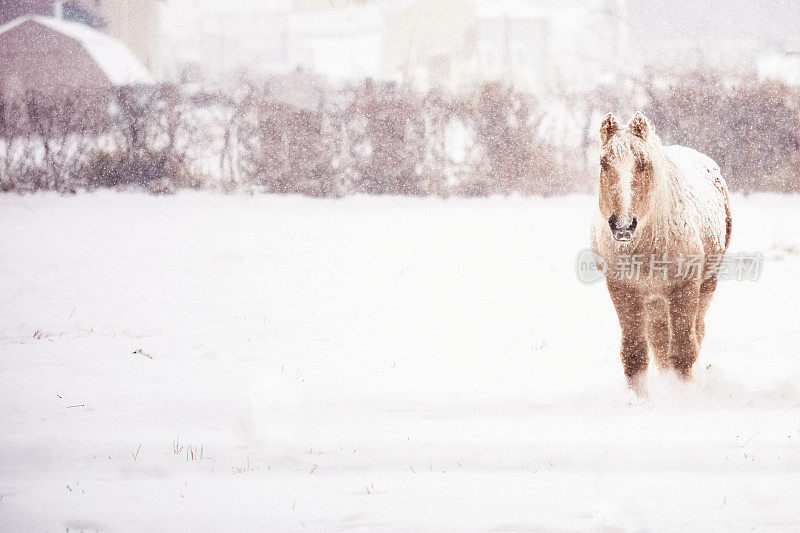 冬马站在暴风雪中