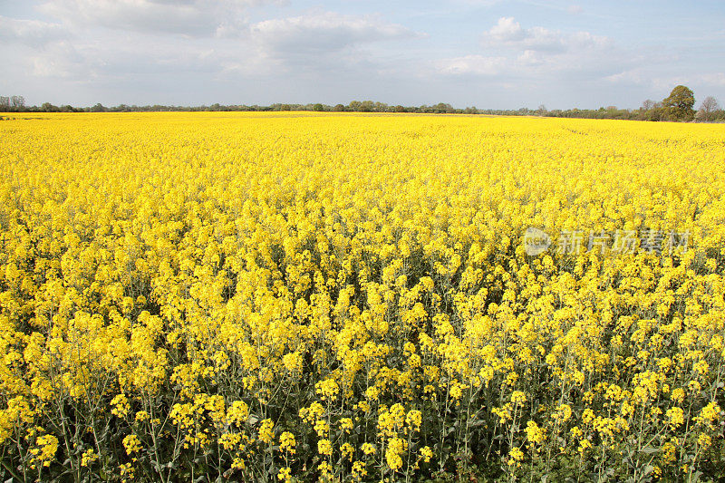 英国剑桥郡田间油菜籽的亮黄色毯子