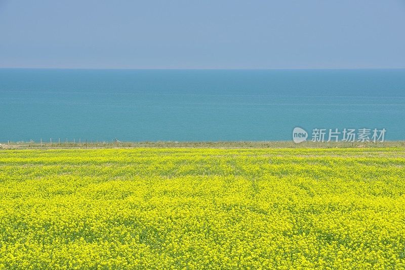 青海湖美丽的风景