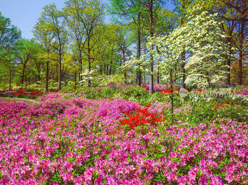 春天盛开的杜鹃花和山茱萸树里士满弗吉尼亚州