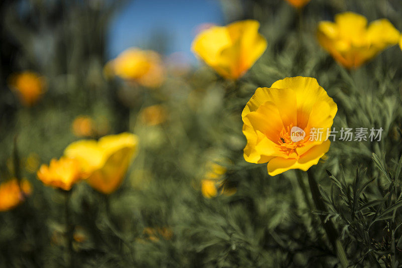 黄花植物野外特写