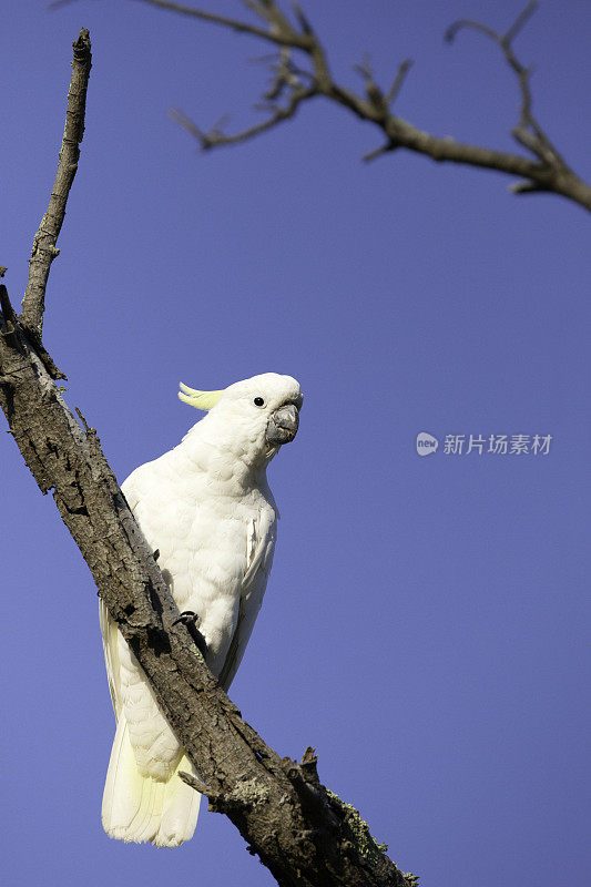 凤头鹦鹉