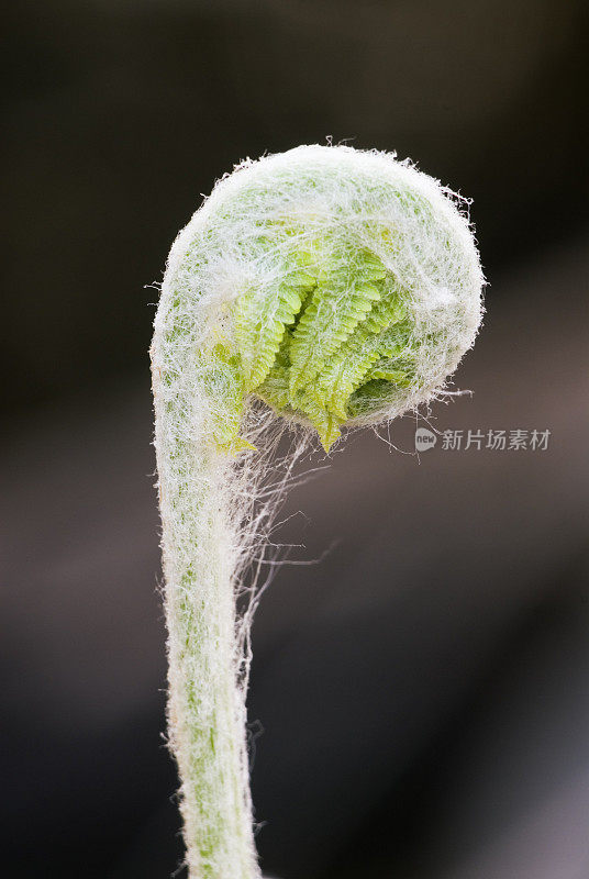 蕨类植物船首饰解除