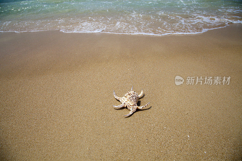 海滩上的贝壳