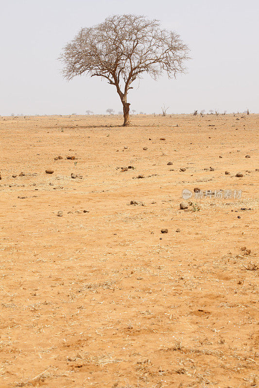 沙漠中的非洲树