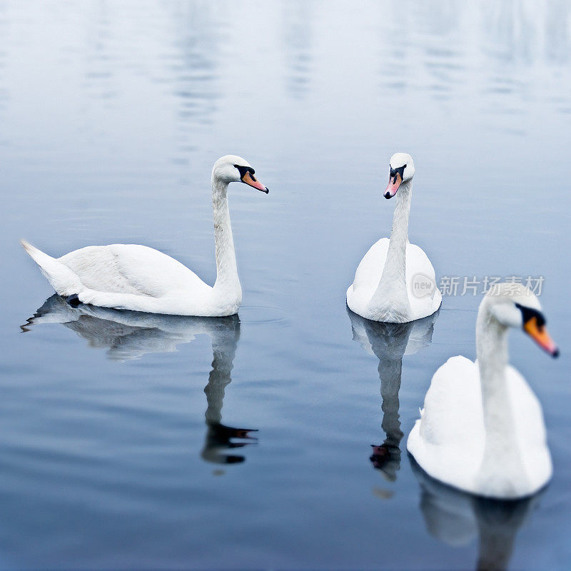 三只天鹅在平静的蓝色湖面上优雅地滑翔
