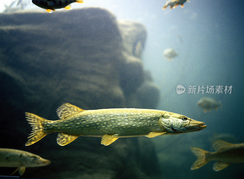 水族馆里的梭子鲈鱼