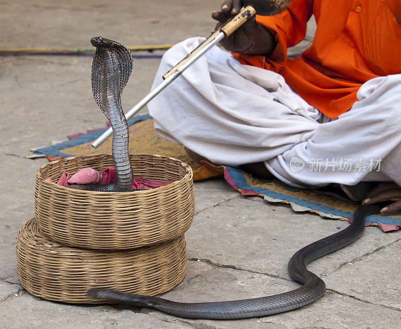 印度斋浦尔的耍蛇人