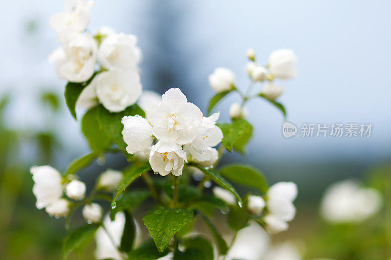 茉莉花雨后