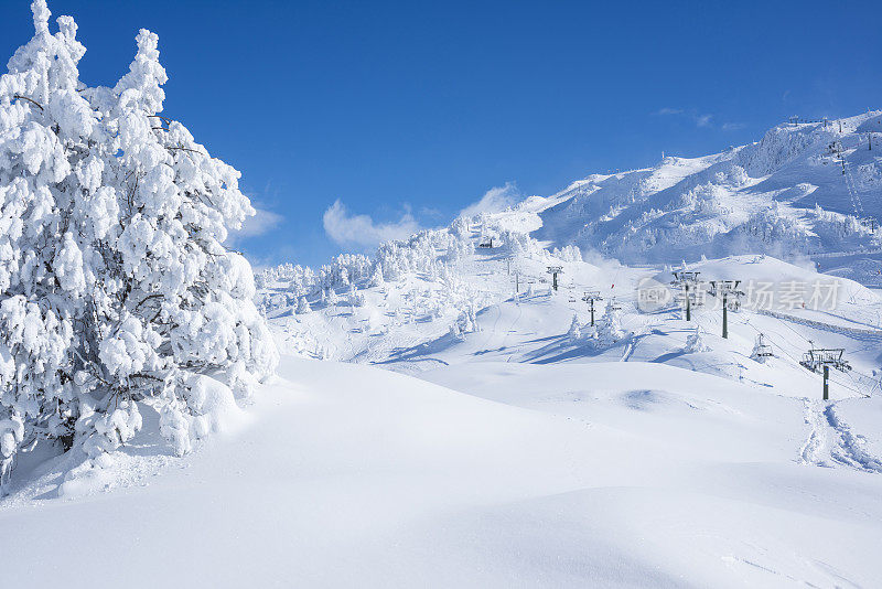 滑雪场的树木被雪覆盖