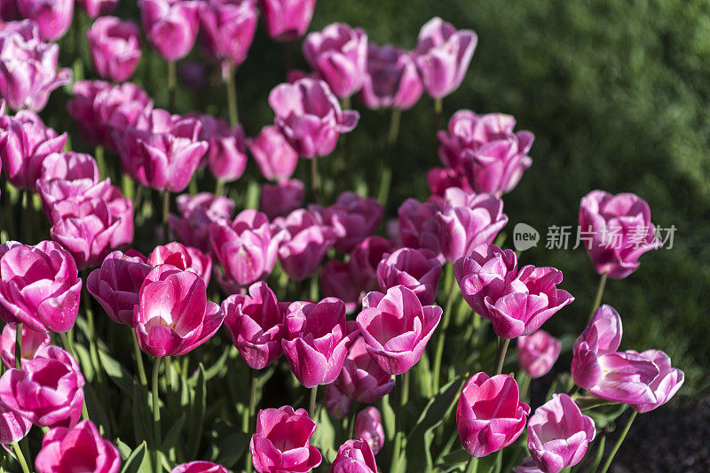 花园中粉红色郁金香的特写