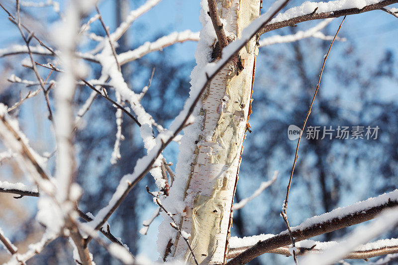 纸桦树的雪树枝