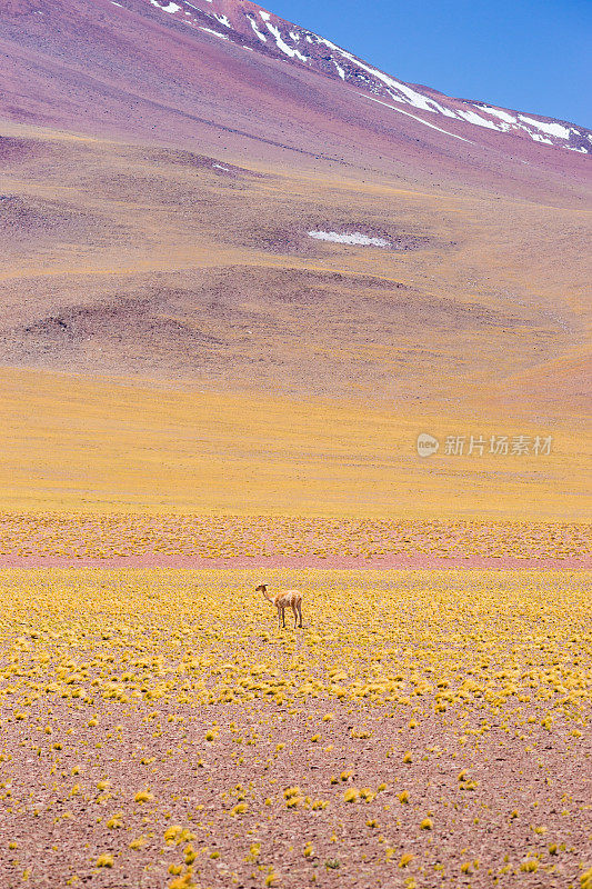小羊驼和火山，阿塔卡马沙漠，智利