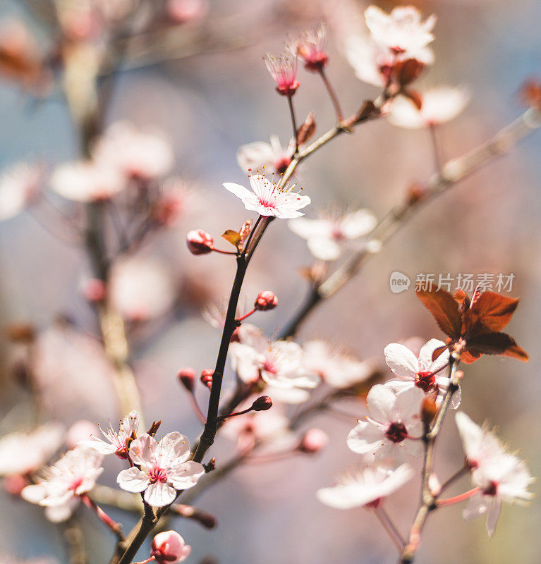 梅花枝