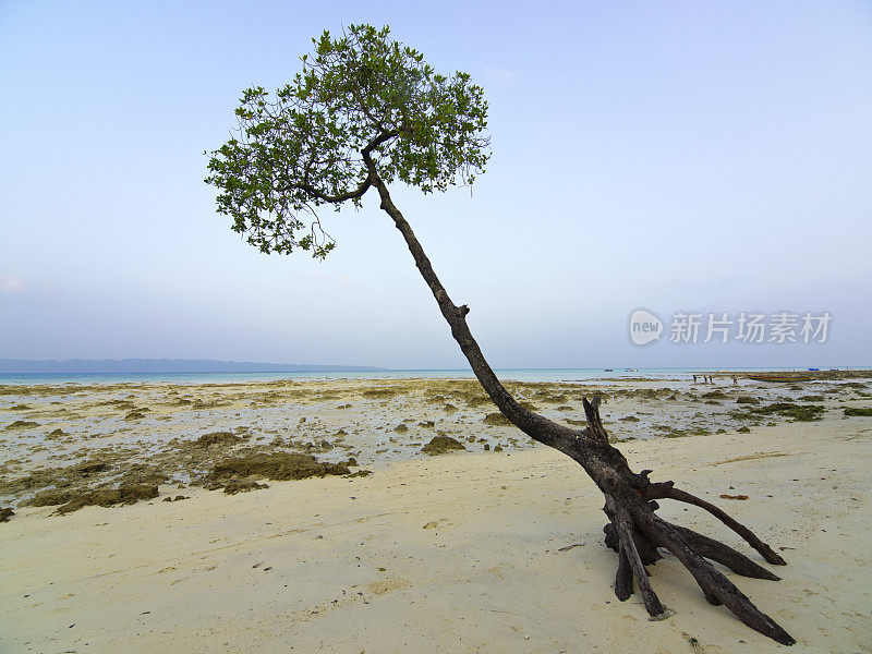 红树林树