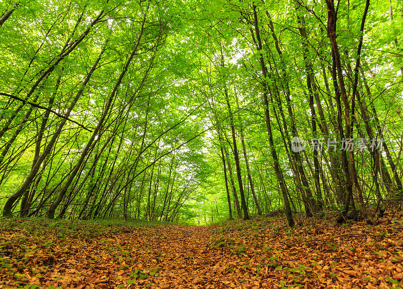 小路穿过阔叶林在春天与绿色的树叶冠