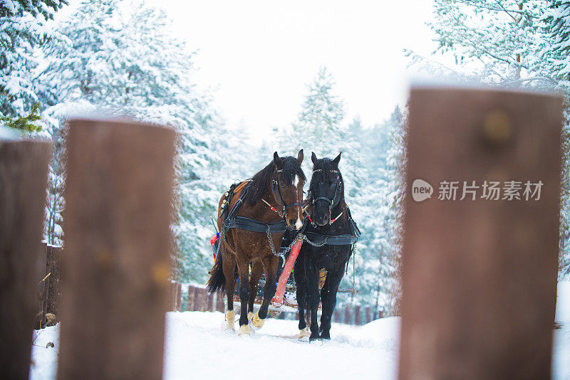 雪橇之旅