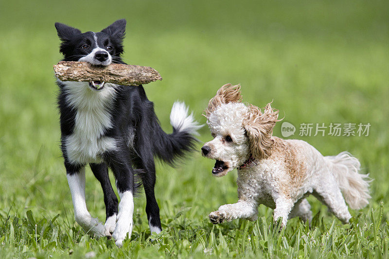 边境牧羊犬和贵宾犬