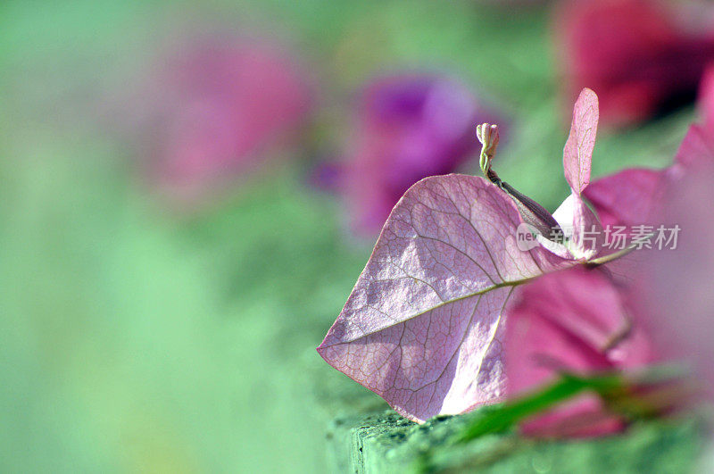 粉红色的叶子花属