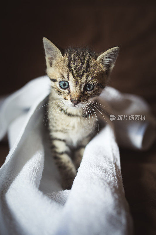小猫在毛巾