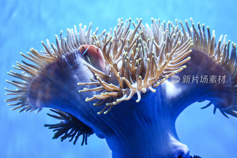 热带水族馆背景水下海葵触须-克拉伦里夫腹地