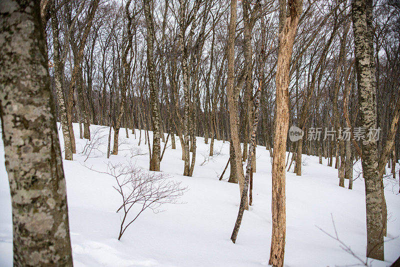 林地景色在冬天与雪