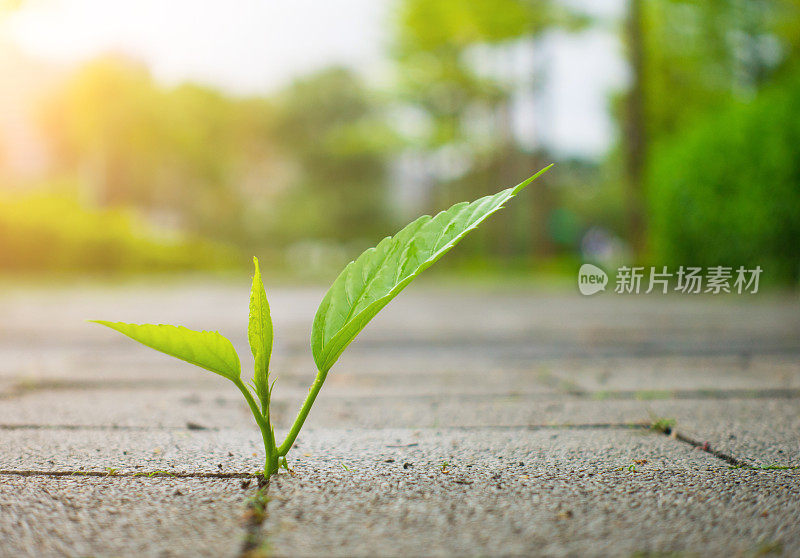 穿透地面生长的植物