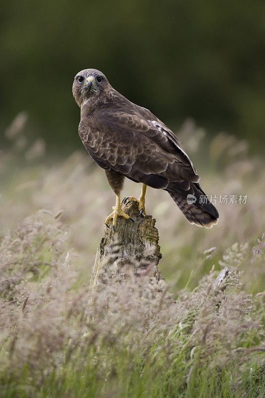 常见的秃鹰(Buteo)