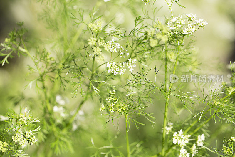 香菜植物开花