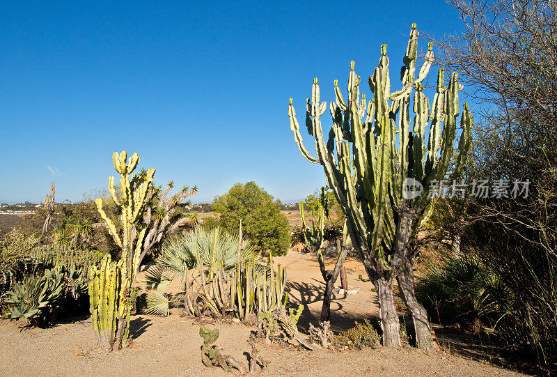 仙人掌和热带植物巴尔博亚公园，加利福尼亚州圣地亚哥