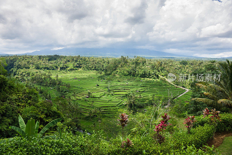 印尼巴厘岛的阿贡山和稻田