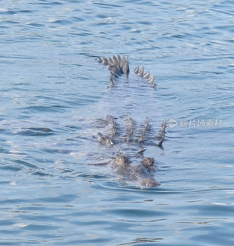 咸水鳄鱼