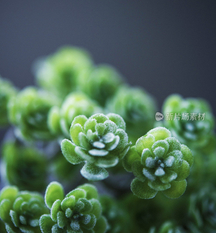 自然静物。仙人掌和肉质植物